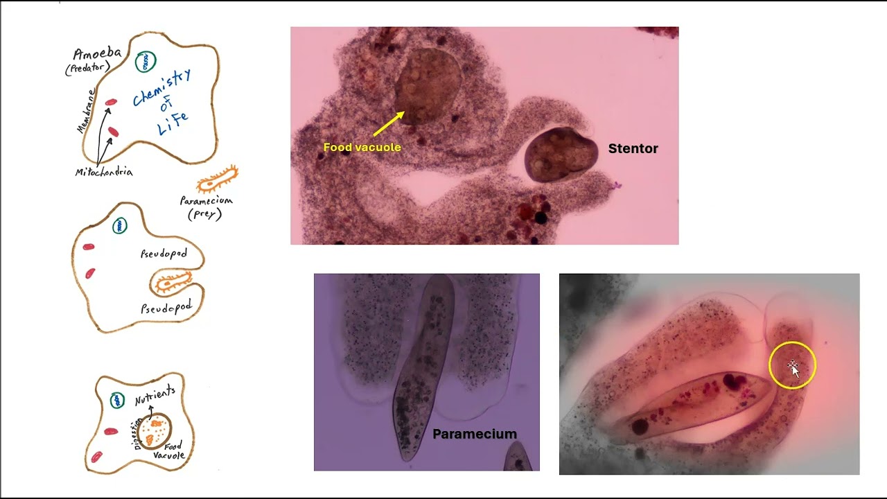 Amoeba movement is controlled by proteins