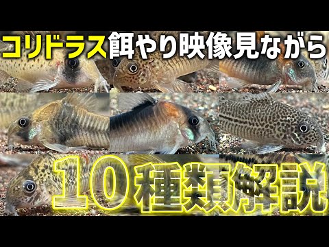 コリドラス・シュワルツィ