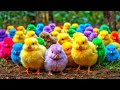 World Cute Chickens Colorful Chickens Rainbows Chickens Cute Ducks Cat Rabbit Cute Animals