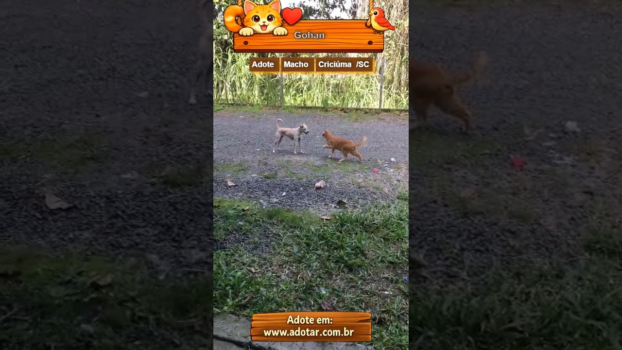 Gato raça SRD-ViraLata idade 3 anos nome Gohan