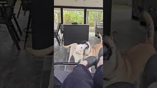 Video preview image #1 Mutt Puppy For Sale in Germantown, OH, USA
