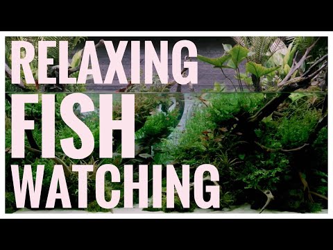 Relaxing Fish Watching with BGM (feat. special aquascape)