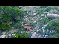 Braeside Safaris