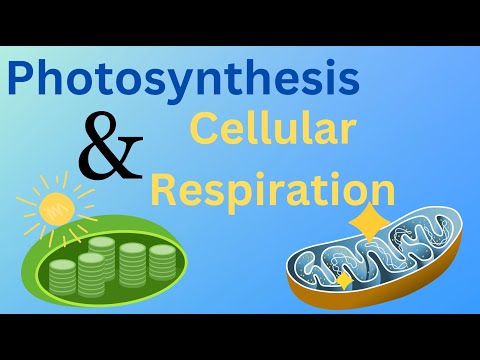 Photosynthesis and Cellular Respiration - Energy Cycle of Life