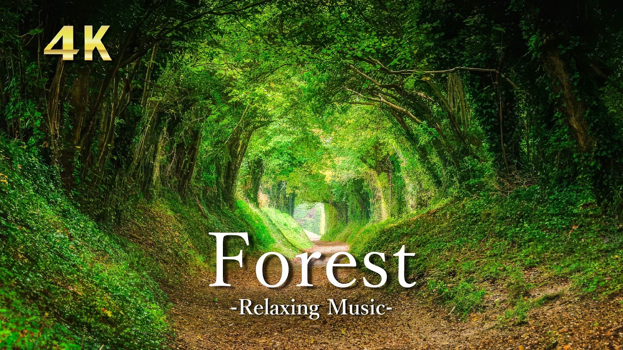 4K 森林浴 新緑の森【癒しBGM】深呼吸したくなる緑の絶景｜Relaxing Music