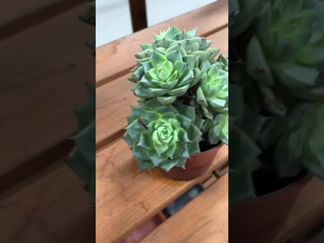 Стандарт поставки видео №1 Эхеверия Фабиола, D-9