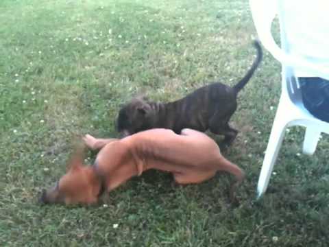 Rhodesian Ridgeback Roya & Boxer Tiger