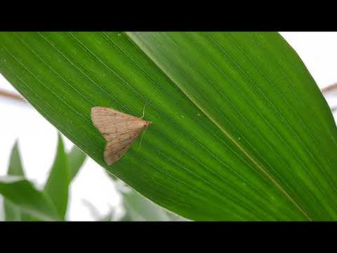 KWS Maisstorys 2021 - Neues zum Maiszünsler-Monitoring