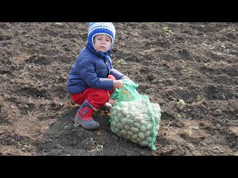 Nicholas cultivă cartofi în grădina la doar 2 ani și 8 luni
