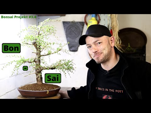 Die Lärchen Challenge - Ab in die Schale "europäische Lärche Larix decidua" | Bonsai Projekt #3.4