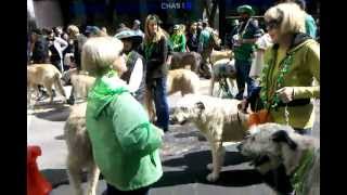 St. Patricks Day Parade 2013 San Francisco, CA. Irish Wolfhounds. March 16, 2013.
