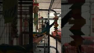 Blue-and-yellow Macaw Birds Videos