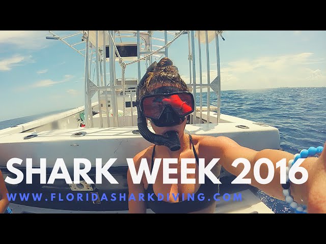 Bikini Girls Diving with Sharks | Shark Week 2016