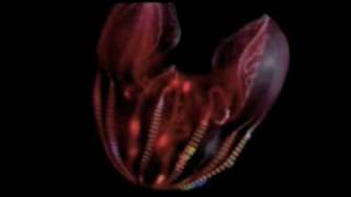 Mount Kimbie - Bave&#39;s Chords (unofficial video)