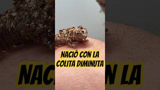 Nació un camaleoncito especial 😍 #camaleón #reptiles #camaleones #pets