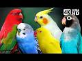 Amazing Small Parrots Soothing Nature Scenes Stress Relief Relaxing Bird Sounds Calm Time