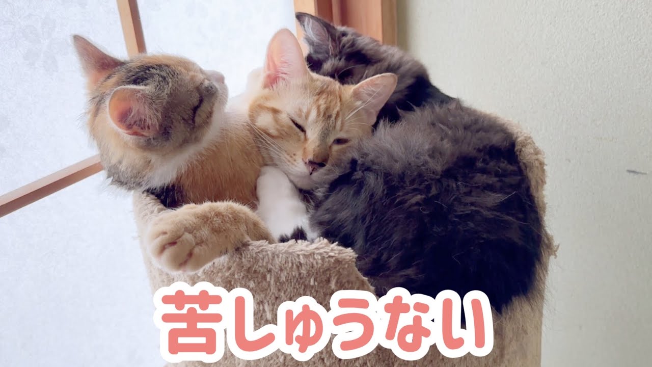 子猫達とてんこ盛りになって寝ている先住猫が苦しそうで幸せそうでした