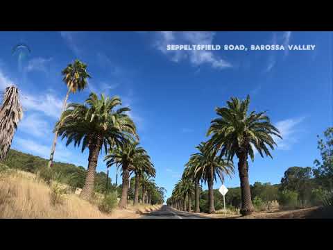 [4K] SEPPELTSFIELD ROAD PALM TREES BAROSSA