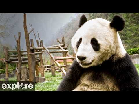 Panda Cam, Gengda Valley