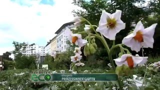 Miniatura do vídeo
