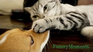 Cats Meeting Puppies for the First Time 2015 [NEW HD]