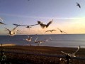 Seagull Frenzy