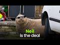 Neil the seal is a total menace and millions love him for it
