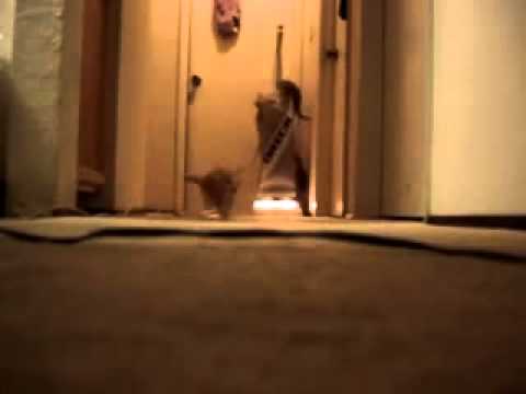 Kittens vs. Vacuum