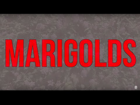 Video thumbnail for Marigolds