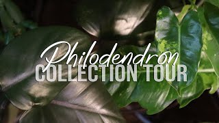 Philodendron Collection Tour | #vlogmas ep04