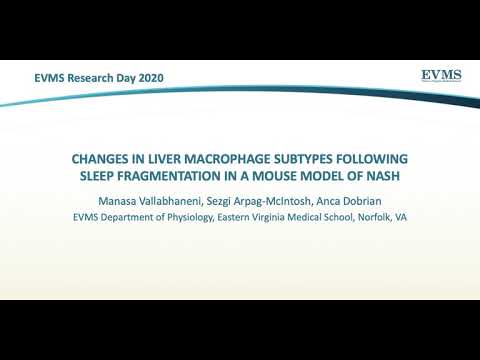 Thumbnail image of video presentation for Changes in liver macrophage subtypes following sleep fragmentation in a mouse model of NASH