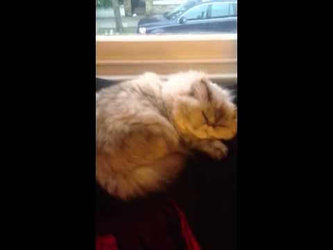 Snoring persian cat