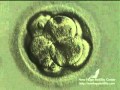 Embryonic Development Day 1-5