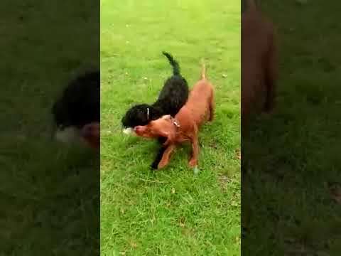 Batson's Happy Dogs video.