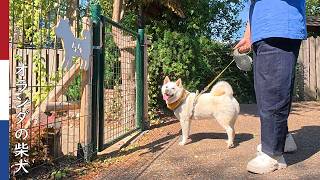 柿丸ハウスに親戚のお姉さん（妹）をご招待｜ 柴犬柿丸・オランダ散歩と環境音