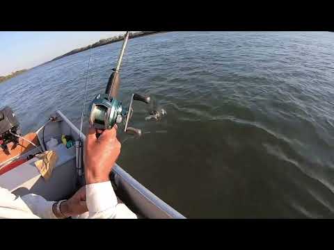 PESCARIA NO RIO PARANAPANEMA EM DIAMANTE DO NORTE PR , CURIMBA , PIAU , ARMAL ETC.