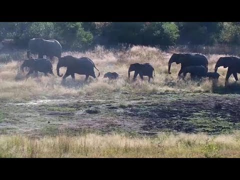 Djuma: Elephants-Fang's big herd - 08:05 - 05/01/19
