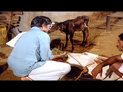 ಹಸುವಿನ ಪ್ರಾಣ ಉಳಿಸಿ ಕೊನೆಗೆ ಹೆಣ್ಣಿನ ಮಾನ ಕಾಪಾಡಿದ ಡಾ. ರಾಜ್ ಕುಮಾರ್ | Kamana Billu Kannada Movie Part 04