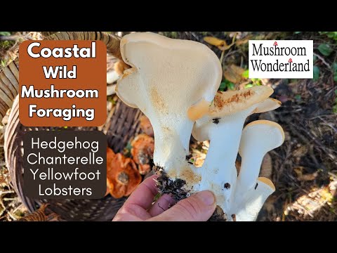 Coastal Mushroom Foraging,  Autumn 2024- Hedgehogs, Chanterelles, Yellowfoot, Lobsters