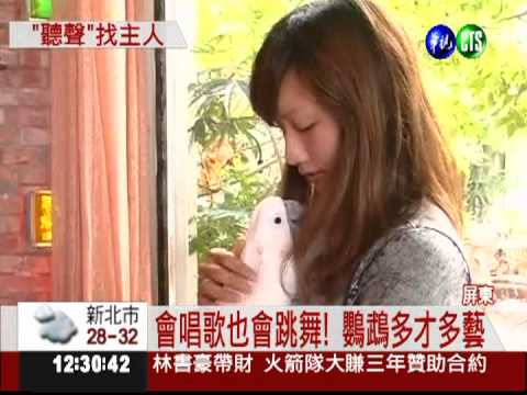 鸚鵡開口唱歌 警方幫牠找主人
