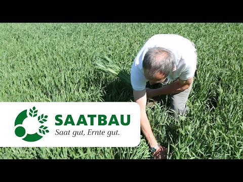 Spätdüngung und Fungizideinsatz im Winterweizen