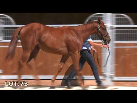 Présentation du lot 73 Twentyfourcarats -osarus  Domaine de l'Etang 2018