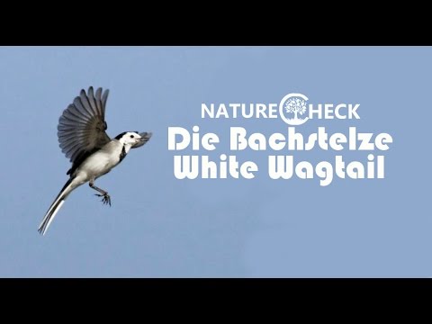 Die Bachstelze - The White Wagtail