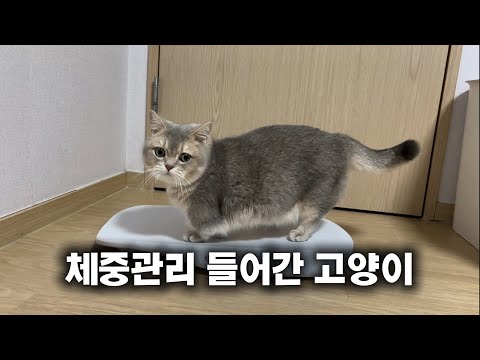 체중관리 들어간 고양이