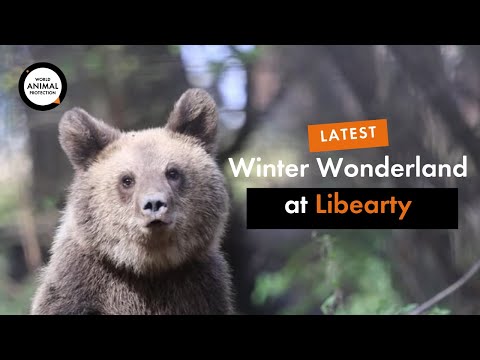 Meet the paw-some foursome at Libearty Bear Sanctuary!