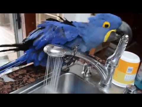 Don't Change This Parrot's Water Temperature!