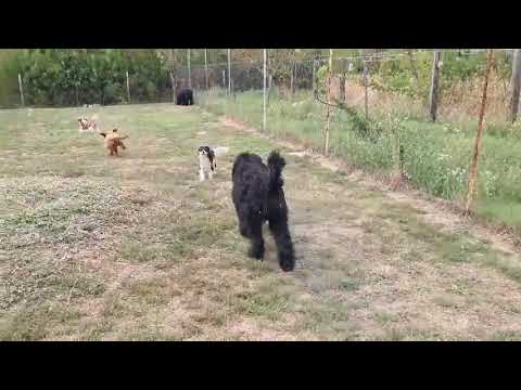 Schwarzer Russischer Terrier Welpe kaufen