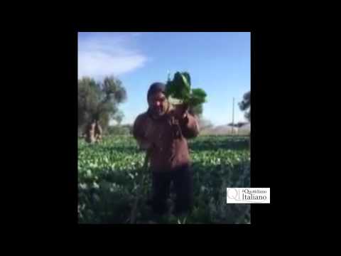 Monopoli, il trattorista incallito che fa impazzire il web