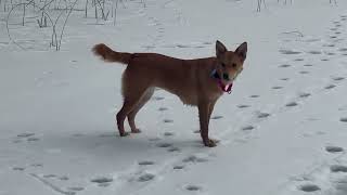 Video preview image #1 Mutt Puppy For Sale in Polson, MT, USA