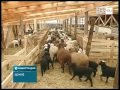 ТНТ-Поиск: Поддержка фермерских хозяйств ТНТ-Поиск: Поддержка фермерских хозяйств